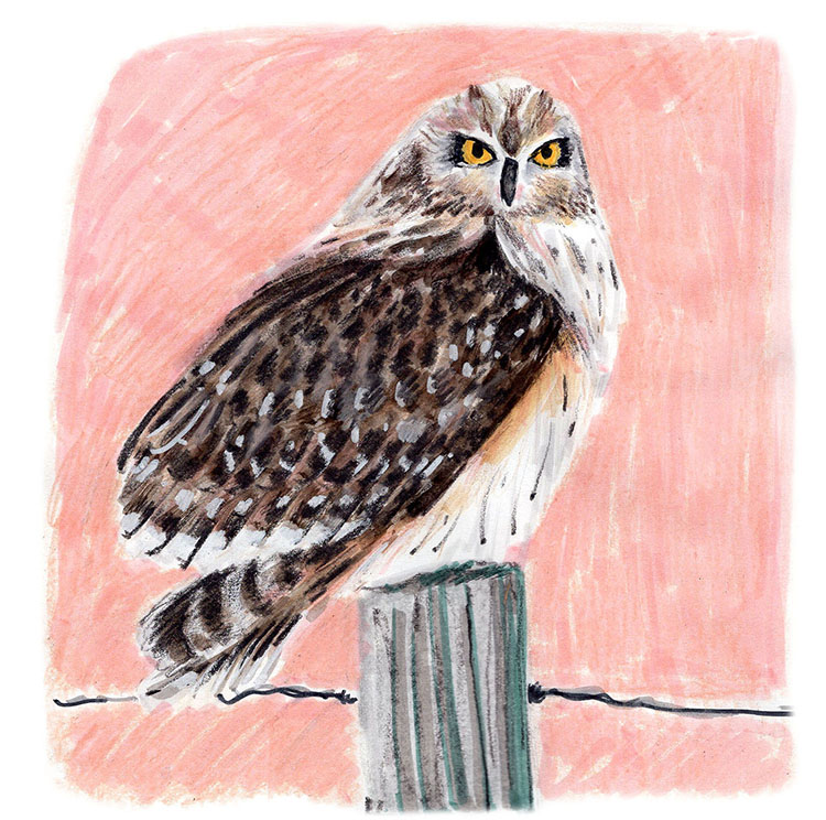 short eared owl illustration with pink background in marker and colored pencil by laura havlish