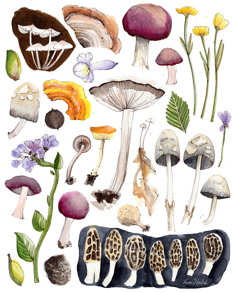 a collection of spring mushrooms and flowers native to pennsylvania illustrated in watercolor and ink by laura havlish