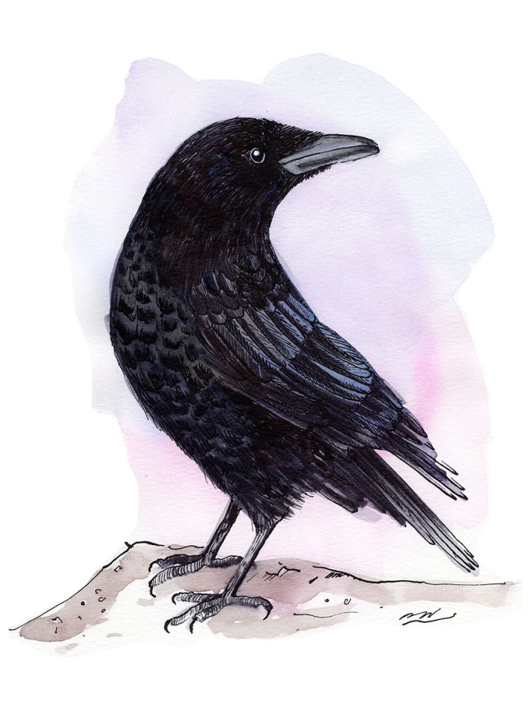 American Crow bird illustration in watercolor and ink by laura havlish