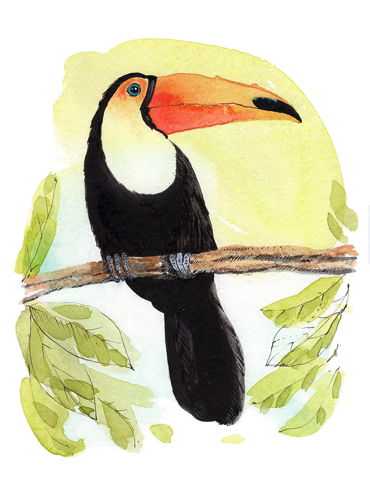 watercolor and ink toucan bird illustration by laura havlish