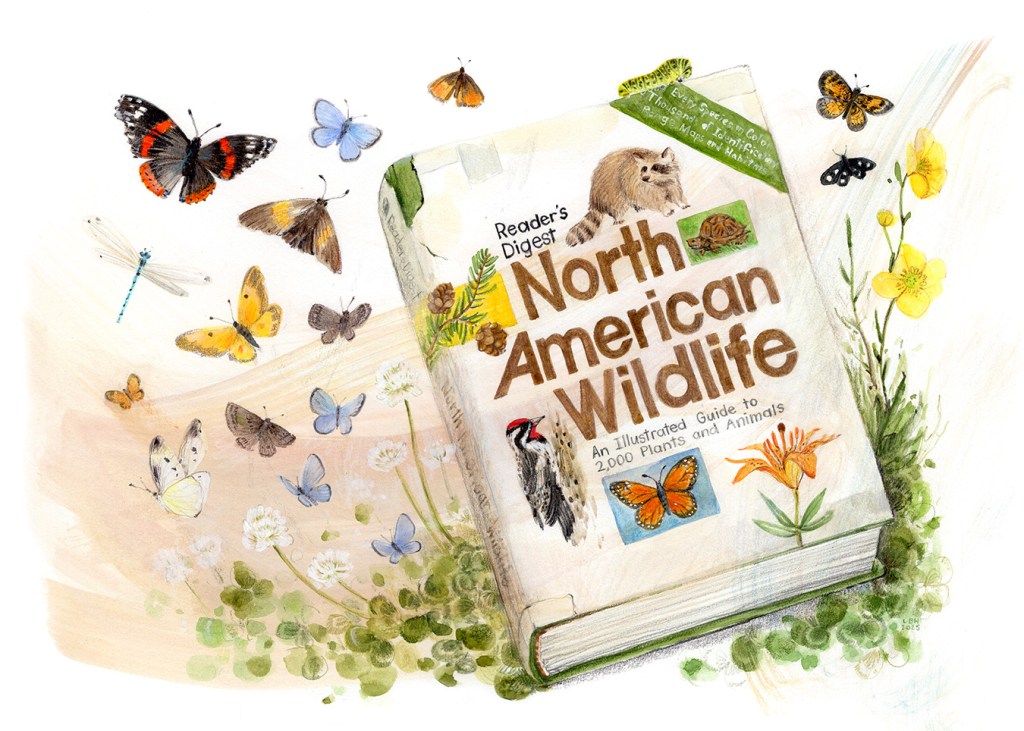 This is an illustration of Reader's Digest North American Wildlife field guide drawn somewhat accurately in colored pencil and watercolor. There is a peachy tan swoosh of paint behind the book that creates movement. There are clover leaves and flowers along the bottom and sides of the book with various moths and butterflies flying out and around the book.