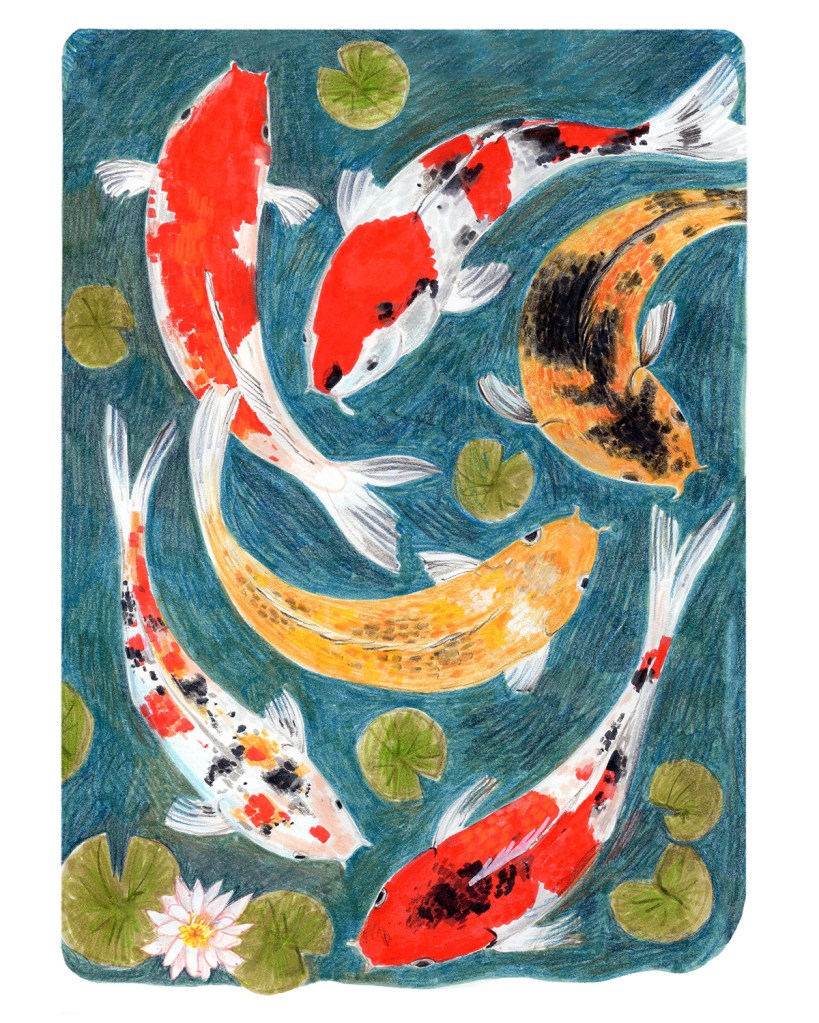 This image shows 6 large koi fish seen from above swimming in water. The fish are drawn in orange, white, light orange and black/gray. They are seen from above swimming in a lily pond. There are green lilypads and one white lily flower.