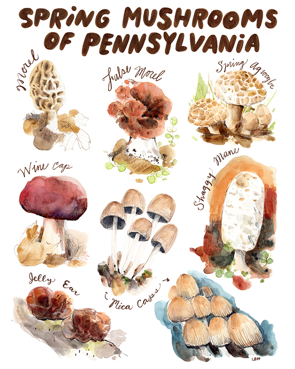 Spring Mushrooms of Pennsylvania is an illustration displaying 7 different species of mushrooms that are native to Pennsylvania. Mushrooms that are included are morel, false morel, spring agrocybe, wine cap, mica caps, shaggy mane, and jelly ear. The mushrooms are painted in watercolor in browns, tans and burgundy. The name of each species in drawn in hand lettered cursive next to each image. 
